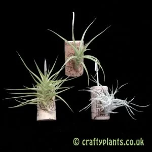 Tillandsia (air plant) on wine cork