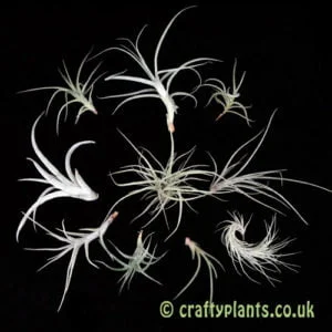 Baby Air Plants – Pack of 10