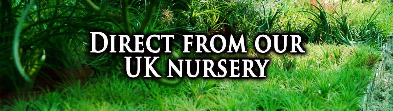 Direct from our UK air plant Tillandsia nursery