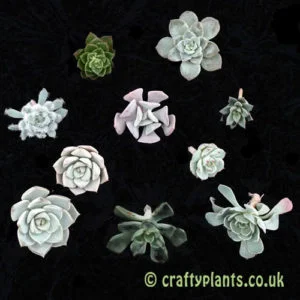 Succulent cuttings pack – 10 Echeveria cuttings