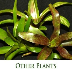 Other Plants