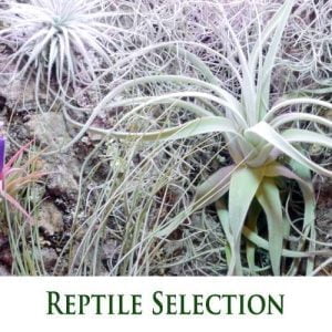 Reptile Selection