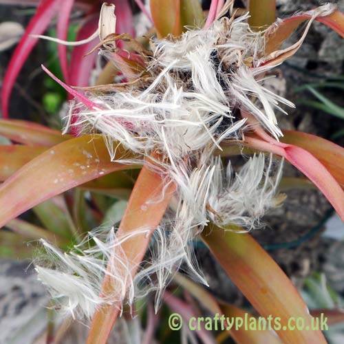 Tillandsia Capitata seeds