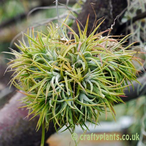 Tillandsia Ionantha Mexico blushing bride air plant