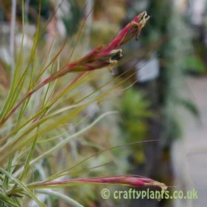 Tillandsia Schiedeana seed pods