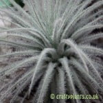 Tillandsia Tectorum