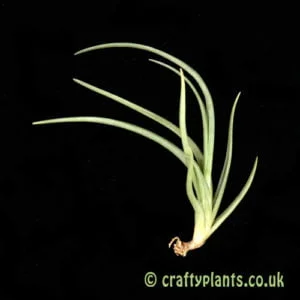 Tillandsia albertiana