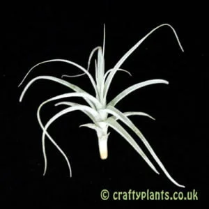 Baby Air Plant – Tillandsia caerulea x straminea – MINI