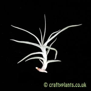 Baby Air Plant – Tillandsia diaguitensis – MINI