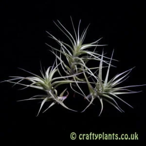 Tillandsia mix – aeranthos, bergeri, tenuifolia hybrids