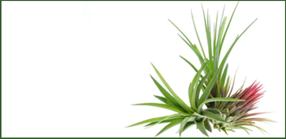 Air Plants (Tillandsia)